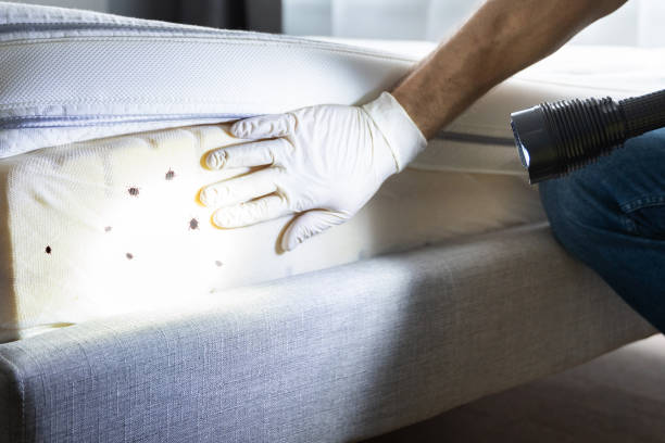 Best Pest Inspection Near Me  in Cutchogue, NY